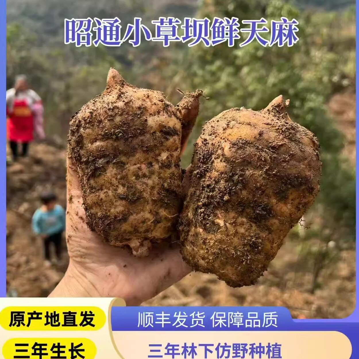 新鲜天麻昭通小草坝乌天麻云南仿野生特级天麻现挖现发顺丰包邮