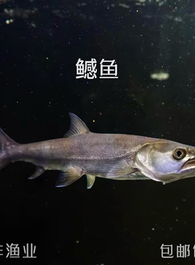 鳡鱼水中老虎黄钻鱼凶猛观赏鱼冷水淡水鱼原生鳡鱼苗活体非养殖
