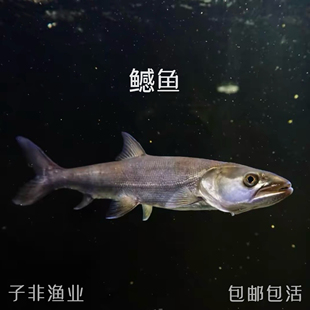 鳡鱼水中老虎黄钻鱼凶猛观赏鱼冷水淡水鱼原生鳡鱼苗活体非养殖