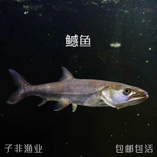 鳡鱼水中老虎黄钻鱼凶猛观赏鱼冷水淡水鱼原生鳡鱼苗活体非养殖