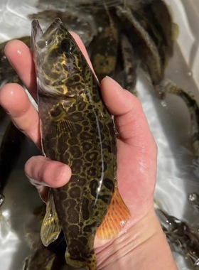 鳜鱼斑鳜淡水原生鱼凶猛观赏鱼桂花鱼老虎圆桶鳜活体鳜鱼苗非养殖