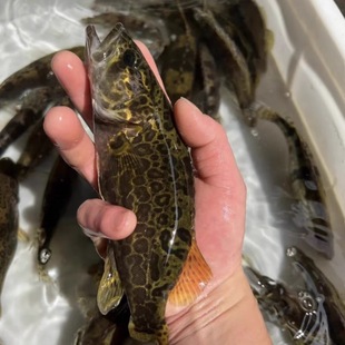 鳜鱼斑鳜淡水原生鱼凶猛观赏鱼桂花鱼老虎圆桶鳜活体鳜鱼苗非养殖