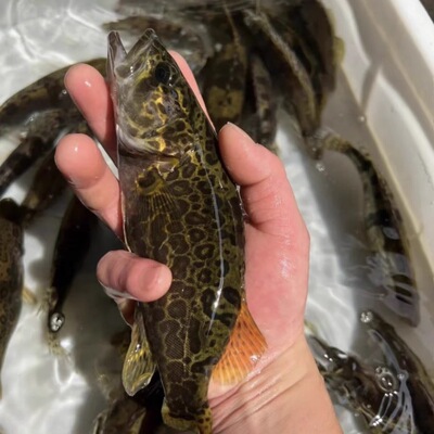 斑鳜原生野采凶猛观赏鱼