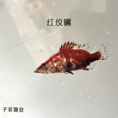 红纹鳜发色翘嘴鳜冷水鱼淡水鱼凶猛观赏鱼桂花鱼斑鳜活体鳜鱼苗