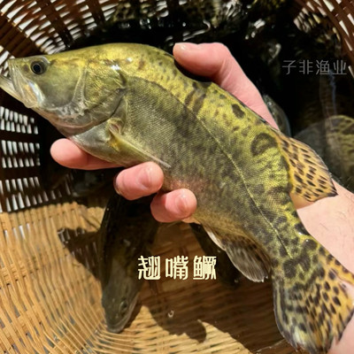 鳜鱼翘嘴鳜白鳜桂花鱼红纹鳜原生鱼冷水鱼凶猛观赏鱼活体鳜鱼苗
