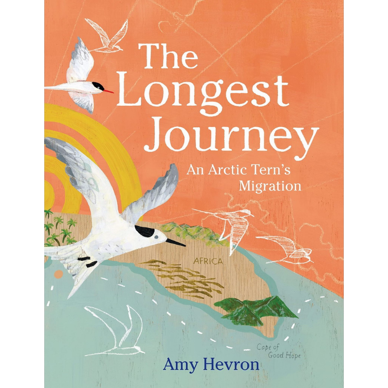北极燕鸥的迁徙 Amy Hevron The Longest Journey 英文原版 儿童科普绘本 鸟类知识百科图画书 精装绘本 进口图书 大音