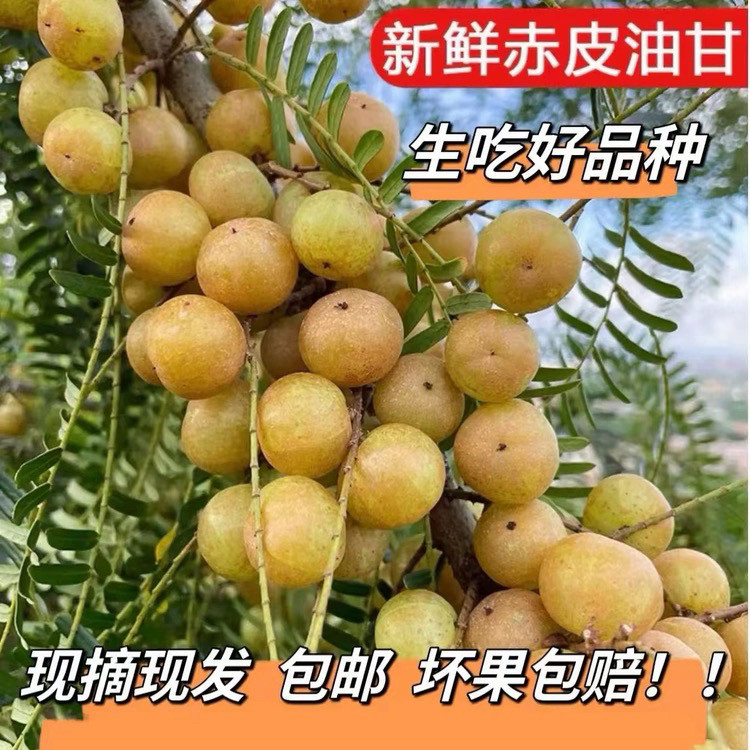 潮汕赤皮油甘小果甜种油甘适合生其它
