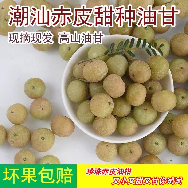 新鲜小个赤皮油柑余甘果牛甘果滇橄榄果余甘子油甘1斤包邮