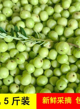 新鲜采摘青油甘子余甘果牛甘果滇橄榄果余甘子油甘酸水果5斤
