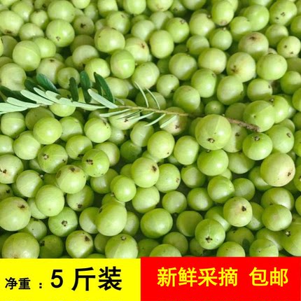 新鲜采摘青油甘子余甘果牛甘果滇橄榄果余甘子油甘酸水果5斤