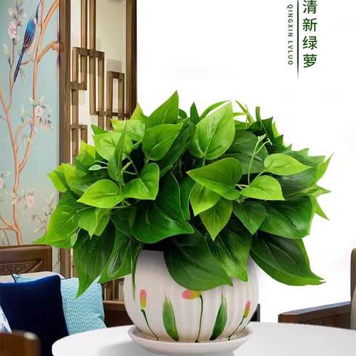 清新绿萝高品质免打理