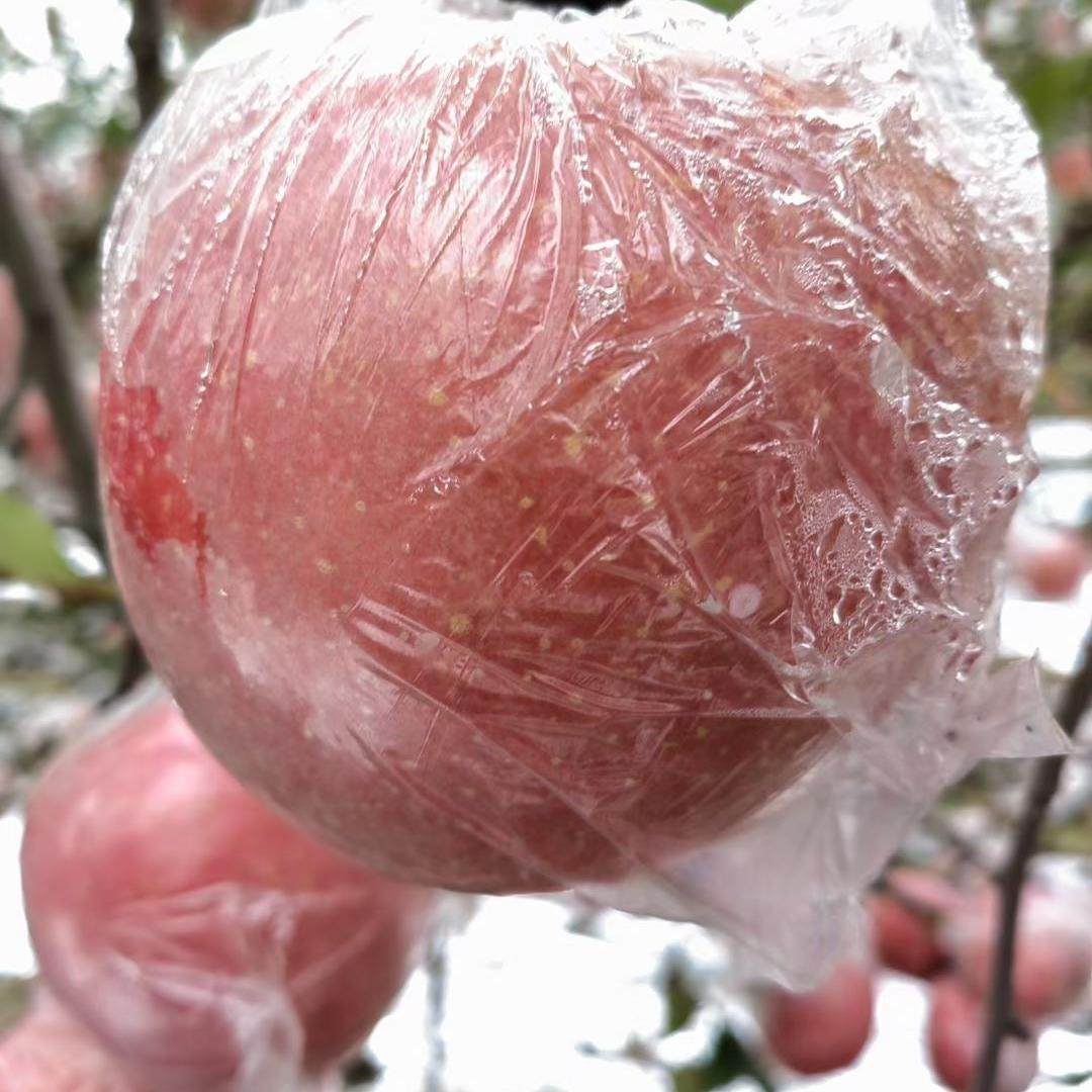 山西临汾红富士冰糖心丑苹果脆甜多汁农家果园新鲜水果自然成熟,水产肉类/新鲜蔬果/熟食,苹果,淘宝优惠券,粉丝福利购,淘宝优惠卷