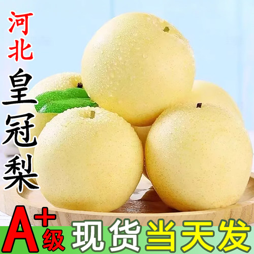 正宗河北皇冠梨雪梨新鲜9斤水果