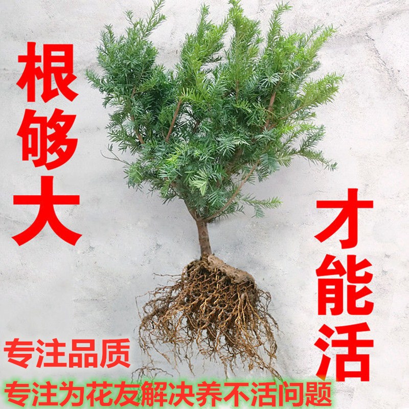 红豆杉树苗曼地亚小型盆栽正宗盆景苗植物室内绿植吸甲醛结果地栽-封面