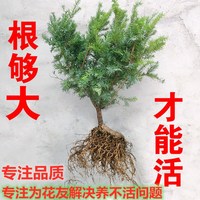 红豆杉树苗曼地亚小型盆栽正宗盆景苗植物室内绿植吸甲醛结果地栽