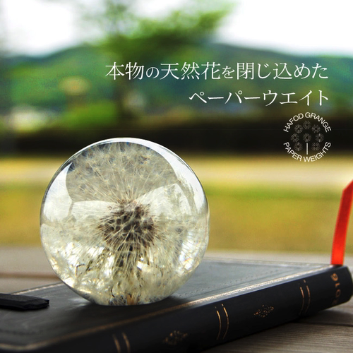 日本ems代购英国花文蒲公英镇纸