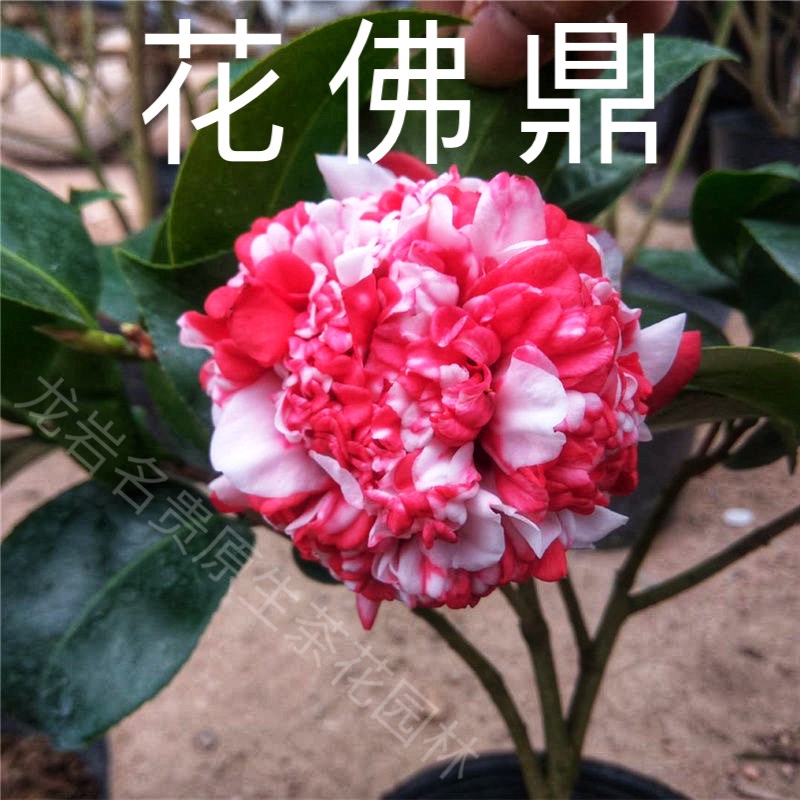 花佛鼎原生十年大苗 名贵稀有品种国茶室内庭院地栽花卉美观茶花