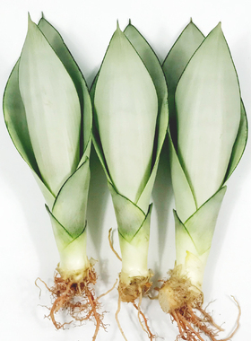 虎皮兰植物室内吸甲醛净化空气盆栽白玉虎耳兰大金边盆景绿植花卉