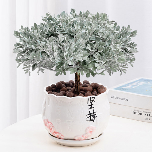 芙蓉菊盆栽北欧风格网红办公室