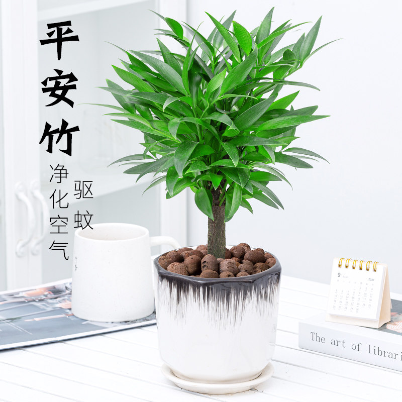 竹柏盆栽老桩平安竹驱蚊植物长寿竹盆景室内好养净化空气绿植盆栽