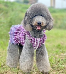 吊带蛋糕蕾丝公主裙 荷叶袖 哈尼原创设计 巨贵犬金毛古牧衣服