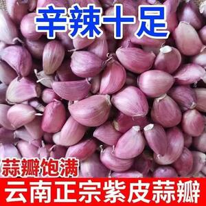 云南紫皮蒜瓣农家自种土炒菜优质