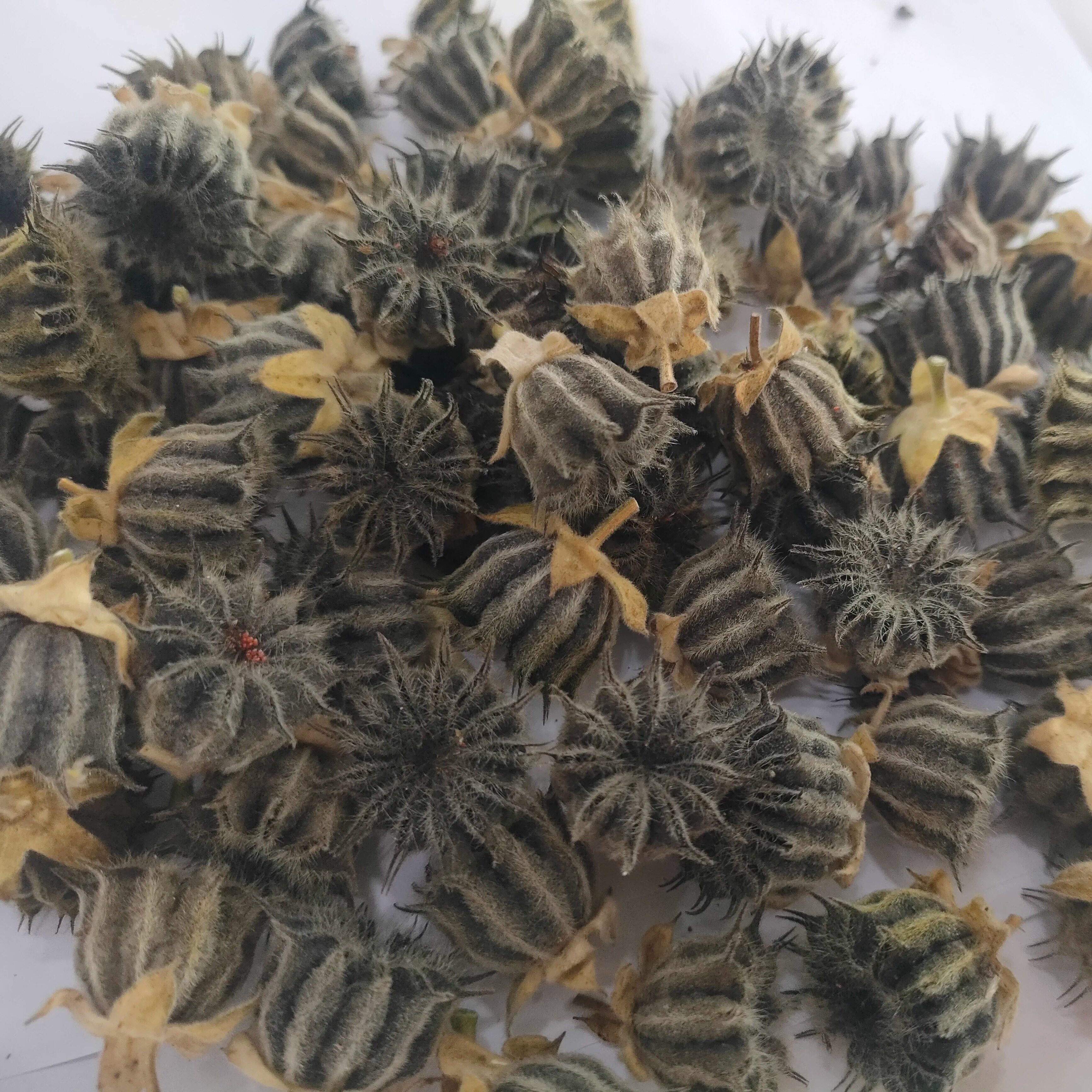 中药材苘麻子野生茼麻果苘麻草果子磨盘籽茼麻子青麻子嘛果子