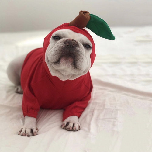 狗衣服搞怪中型犬搞笑苹果菠萝