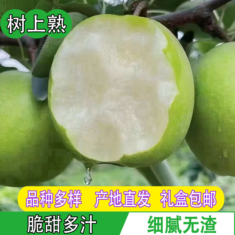 湖北襄阳枣阳青皮梨子好品种新鲜现摘应当季水果5斤顺丰整箱包邮