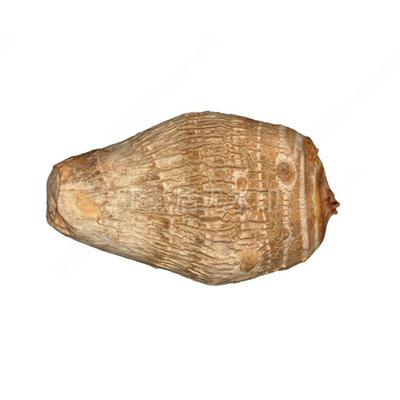 现代芋头 洋芋 蔬菜 食物 毛芋 蔬菜 草图大师SU模型