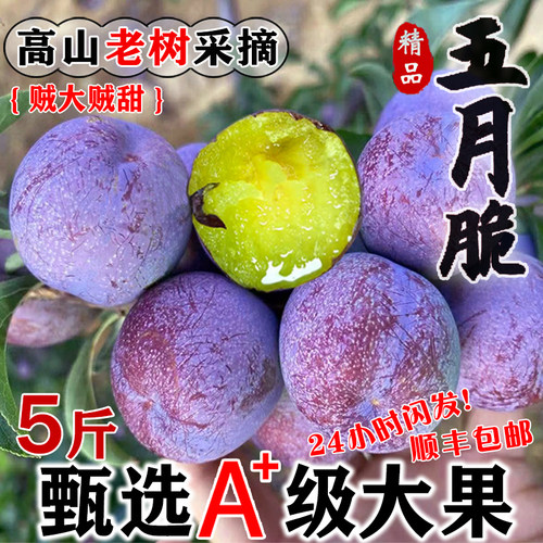 四川正宗高山五月脆李脆甜多汁