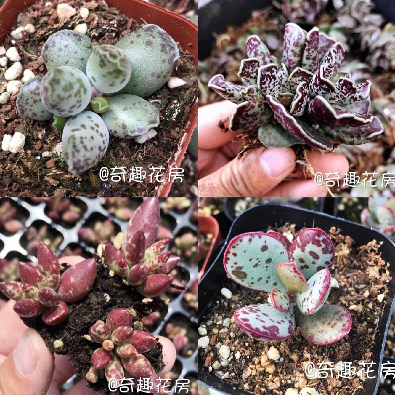 水泡迷你新品套餐贵货多肉植物