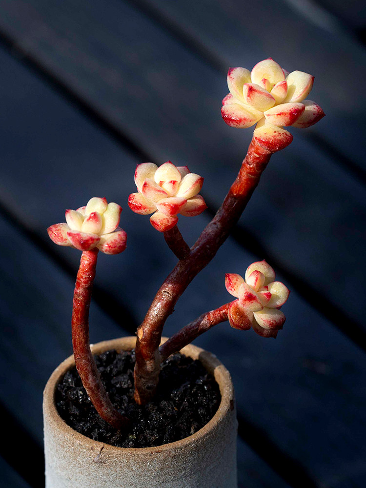 探戈群生老桩多肉植物小盆栽绿植花阳台四季超萌防辐射吸甲醛肉肉
