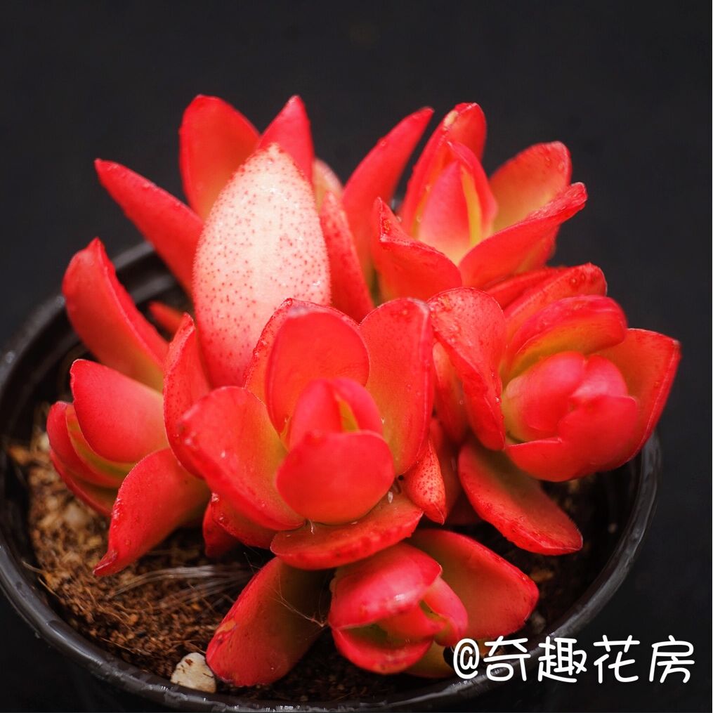 魔笛多肉价格 魔笛多肉图片 星期三 魔笛多肉价格 魔笛多肉图片 星期三