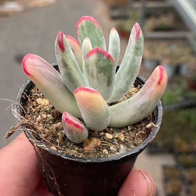 棒叶福娘锦稀有品种多肉植物乒乓福娘锦肉肉拇指好看的贵货