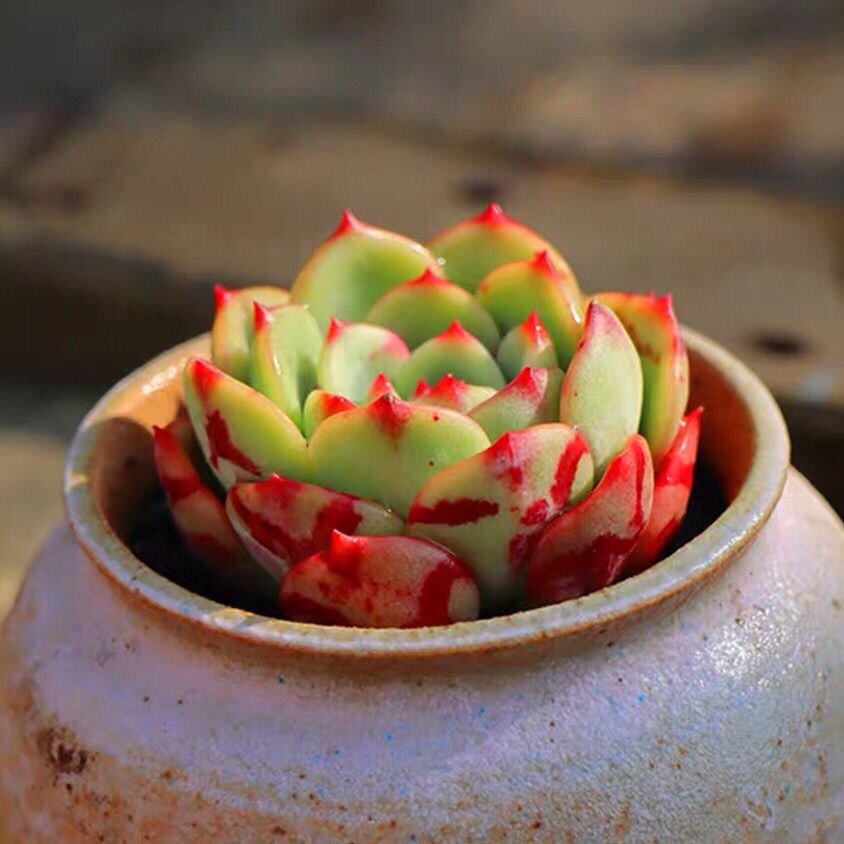 血滴子/血燕血斑糖心周正稀有贵货多肉植物盆栽 奇趣肉肉 三纹鱼