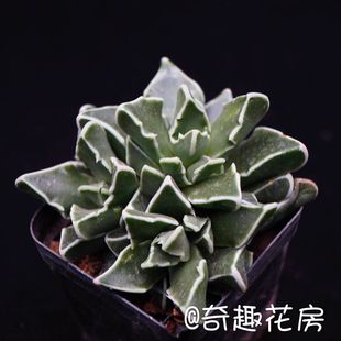 多肉植物银边四海波多肉群生怒涛鱼骨一帆风顺鸾凤玉一片心锦