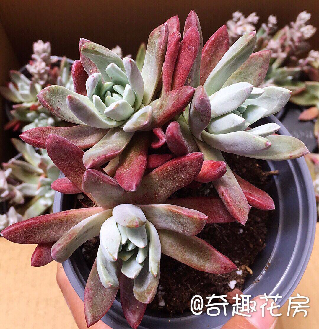 赫拉多肉植物 碧桃多头群生精品香草 苹果叶仙女杯爱杜丽丝初霜
