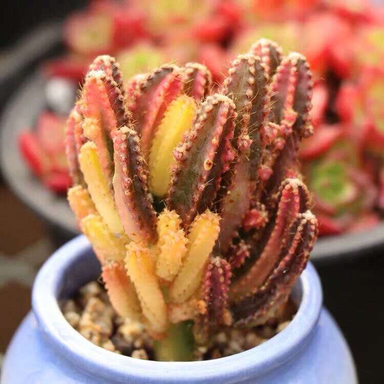 万重山锦多肉植物稀有贵货自然锦多肉植物仙人掌球盆栽办公室盆栽