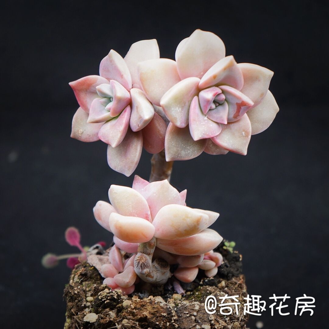 紫乐老桩多肉植物缀化火祭群生办公室盆栽组合迷你肉肉  粉蔓群生