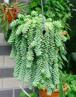 多肉植物玉坠红浆果迷你组合悬崖桩姬秋丽马库斯钱串 吸财树蜡笔