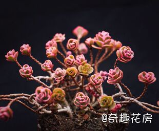 小球玫瑰老桩龙血景天长生草 小球玫瑰锦多肉植物 新手肉肉伏地魔