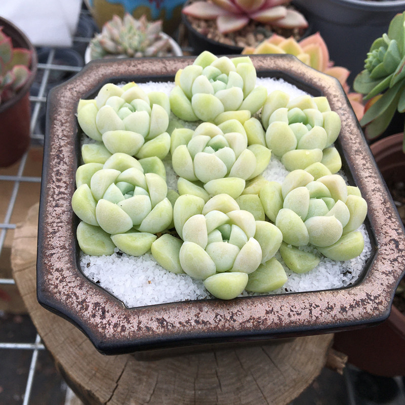 厚叶白月影多肉植物 精美小盆栽 办公室阳台美观趣味肉肉植物组合