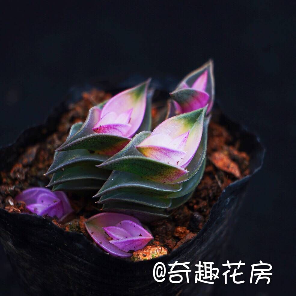 油画婚礼多肉植物锦锦小球玫瑰