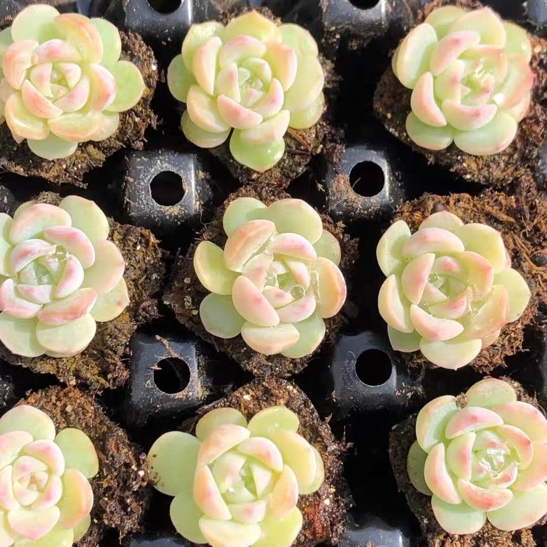 纯爱白女王玫瑰杂多肉植物盆栽稀有贵货办公桌室内高档麦秆肉肉