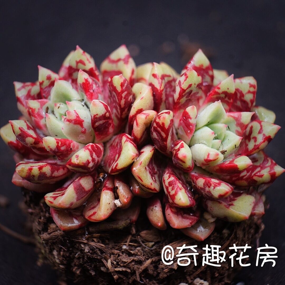 血滴子多肉植物tp缀化组合盆栽