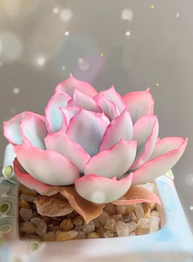 伯克利锦多肉植物玉蝶锦夕阳牡丹锦多肉皮氏锦多肉鲁氏锦自然锦