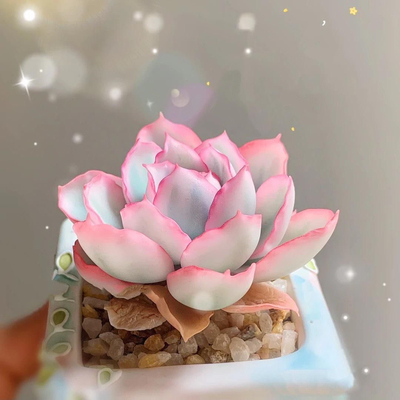 伯克利锦多肉植物玉蝶锦夕阳牡丹锦多肉皮氏锦多肉鲁氏锦自然锦