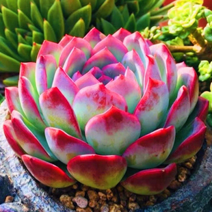 侧影大单头莲花科红边多肉植物办公室阳台盆栽新手好养好度夏