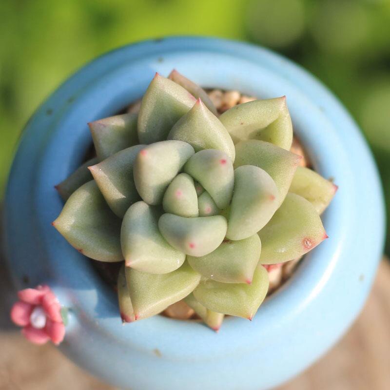 黄金象牙多肉植物胖嘟嘟办公室迷你厚叶草稀有贵货盆栽花卉肉肉